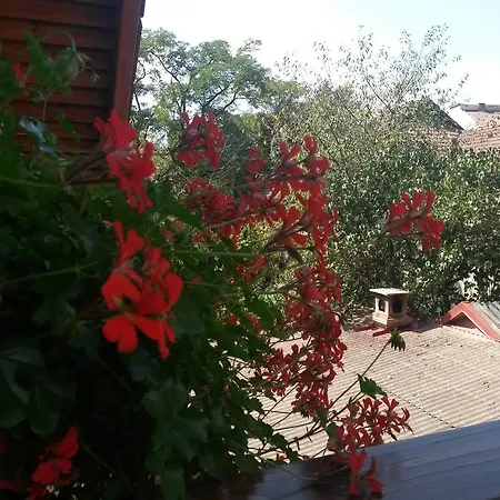 Guest house Pensiunea Lorincz *** Panzio Sovata