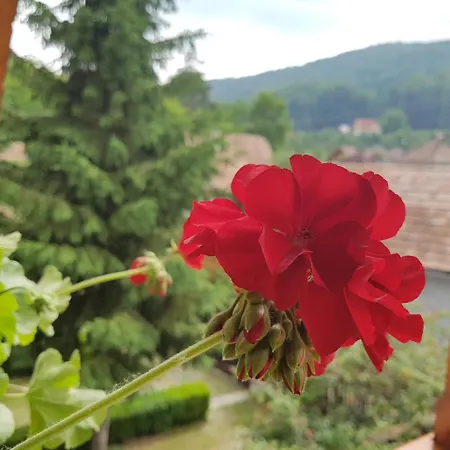 Guest house Pensiunea Lorincz *** Panzio Sovata
